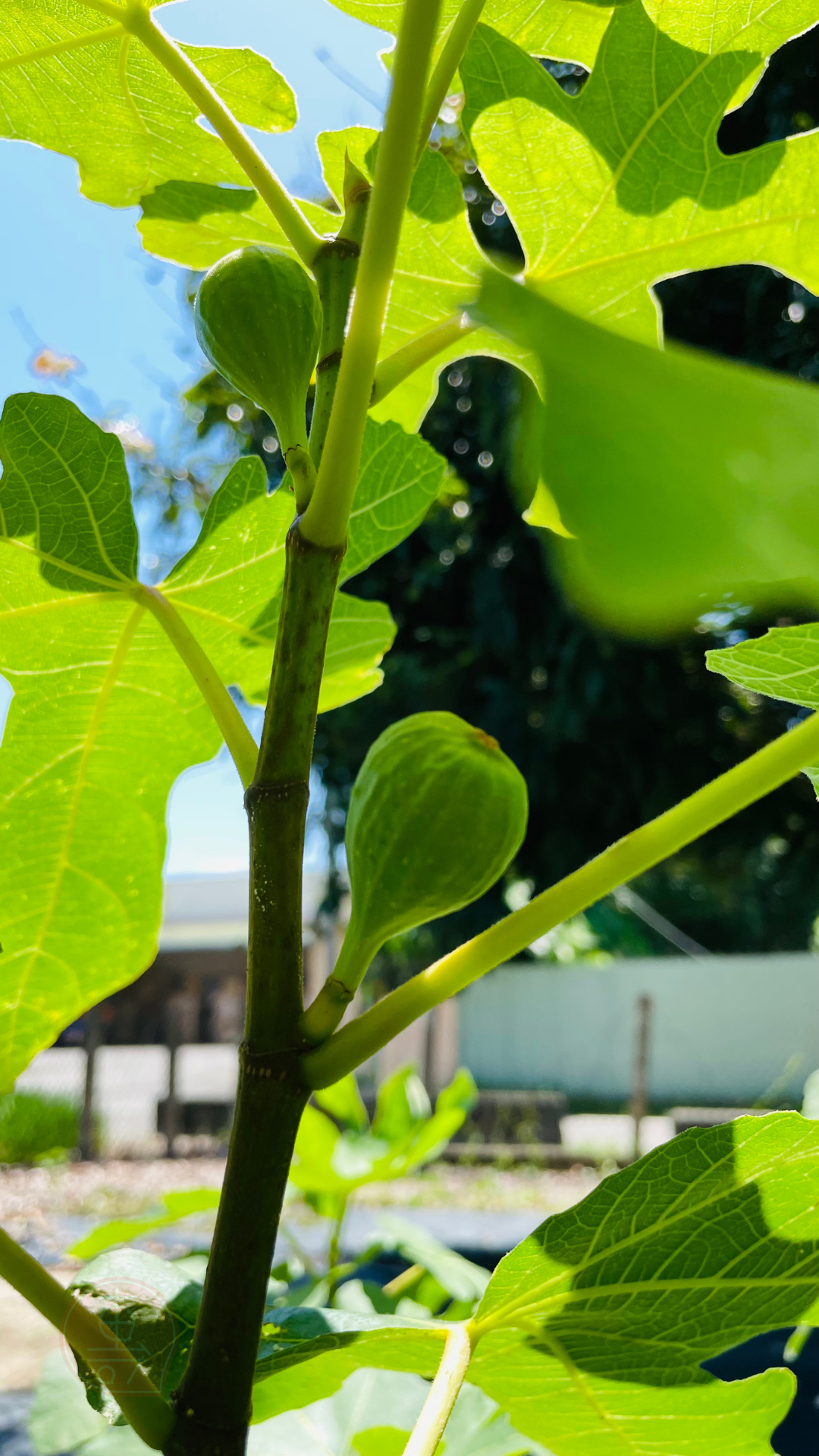 fruitxiaofamilyfig2025053001 (1)