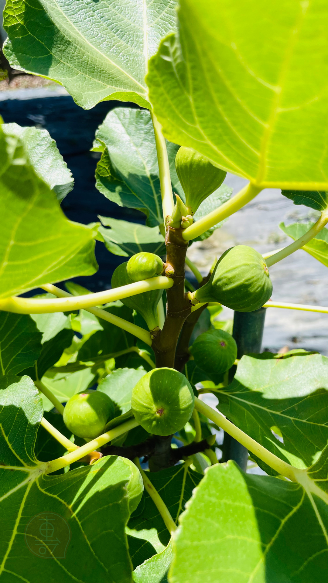 fruitxiaofamilyfig2025053001 (3)