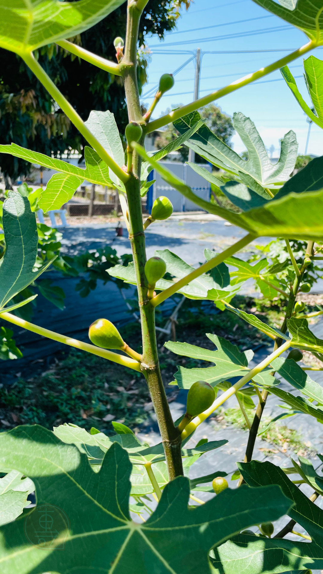 fruitxiaofamilyfig2025053001 (4)