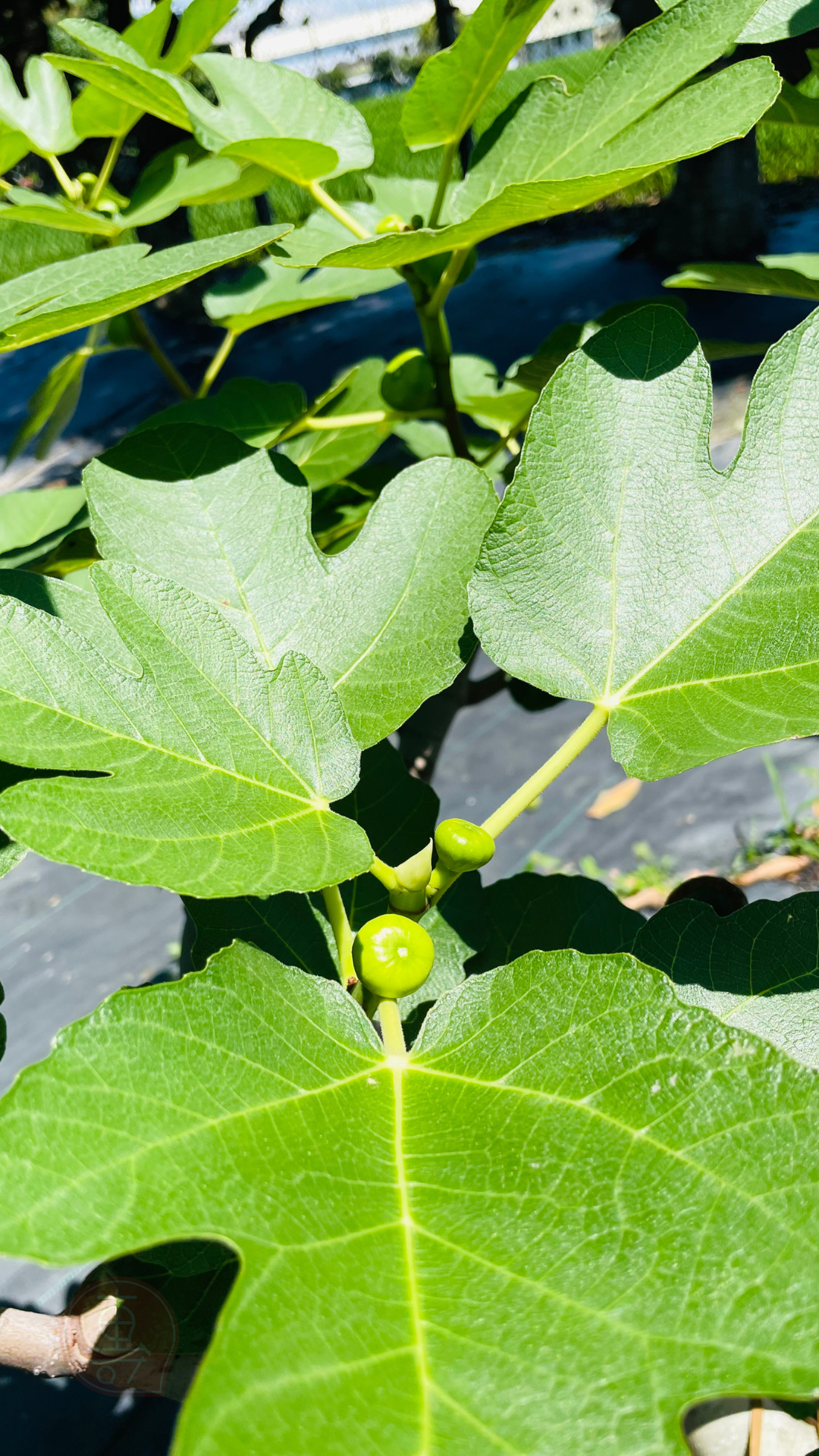 fruitxiaofamilyfig2025053001 (5)