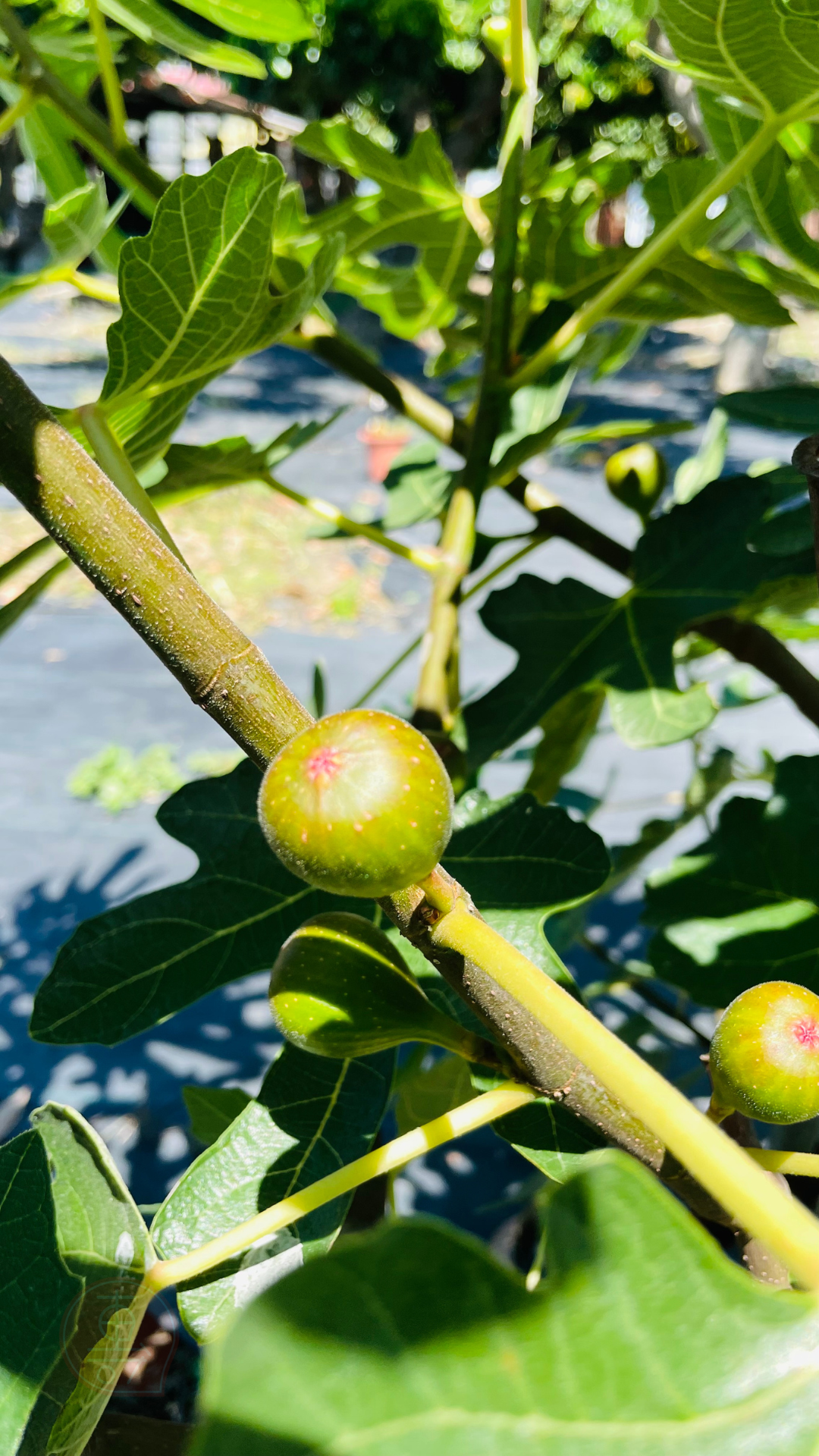 fruitxiaofamilyfig2025053001 (6)