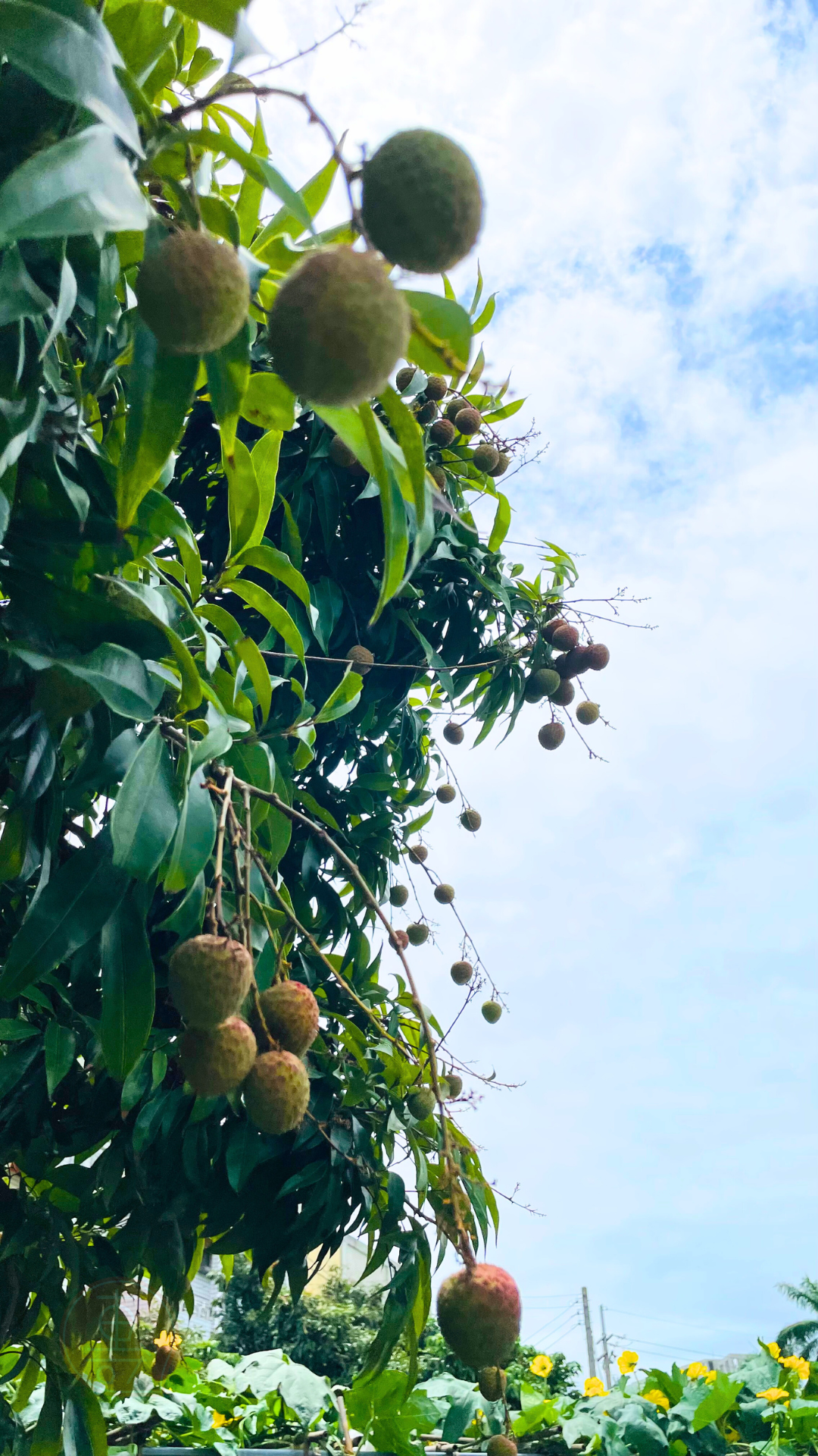 fruitxiaofamilylitchi2025053001 (1)