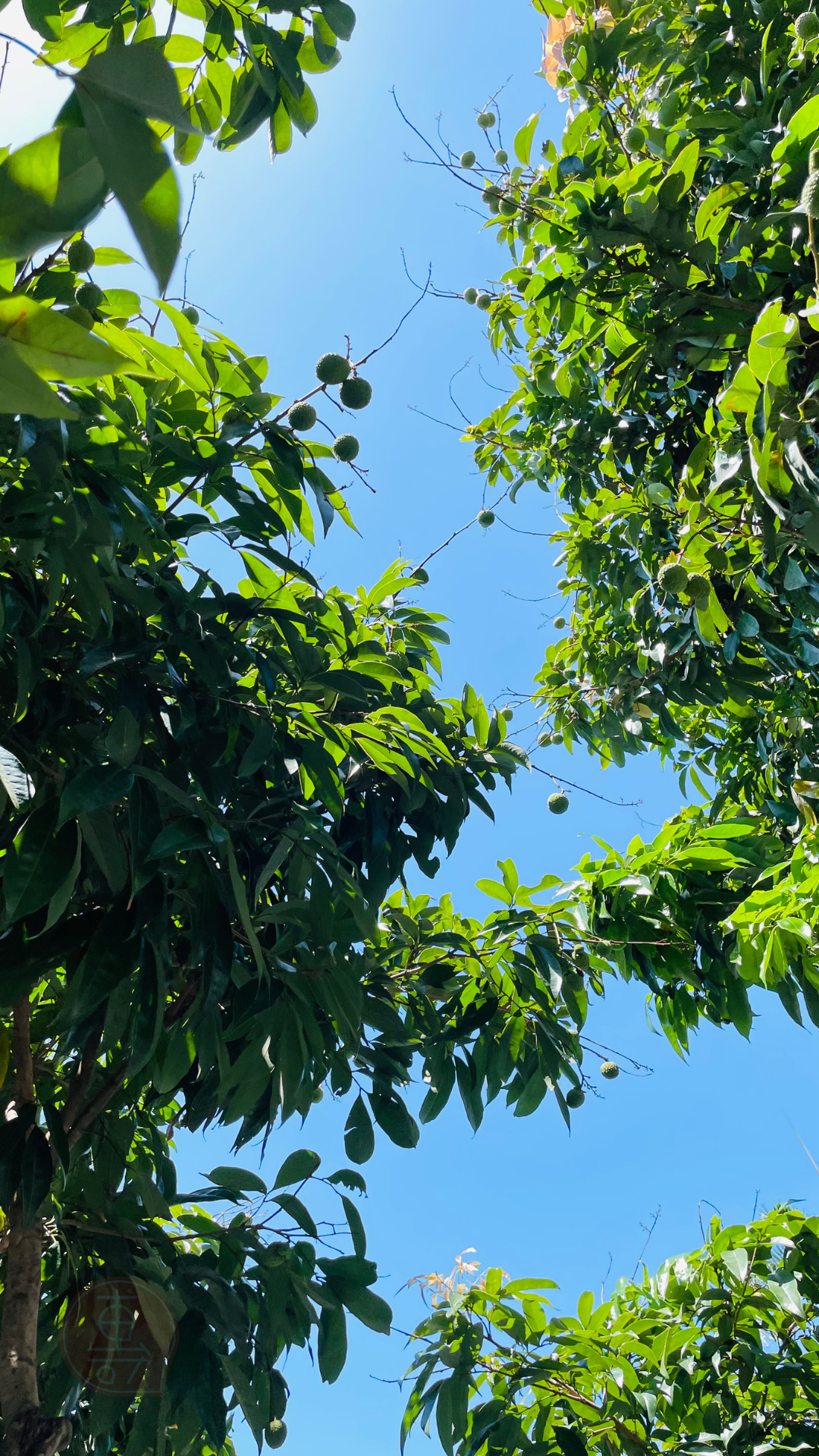 fruitxiaofamilylitchi2025053001 (10)