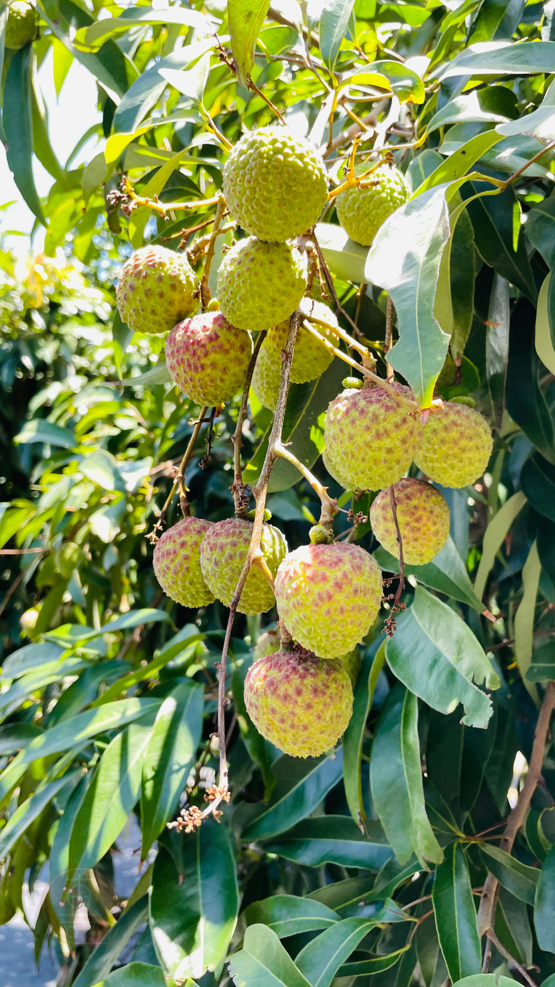 fruitxiaofamilylitchi2025053001 (2)