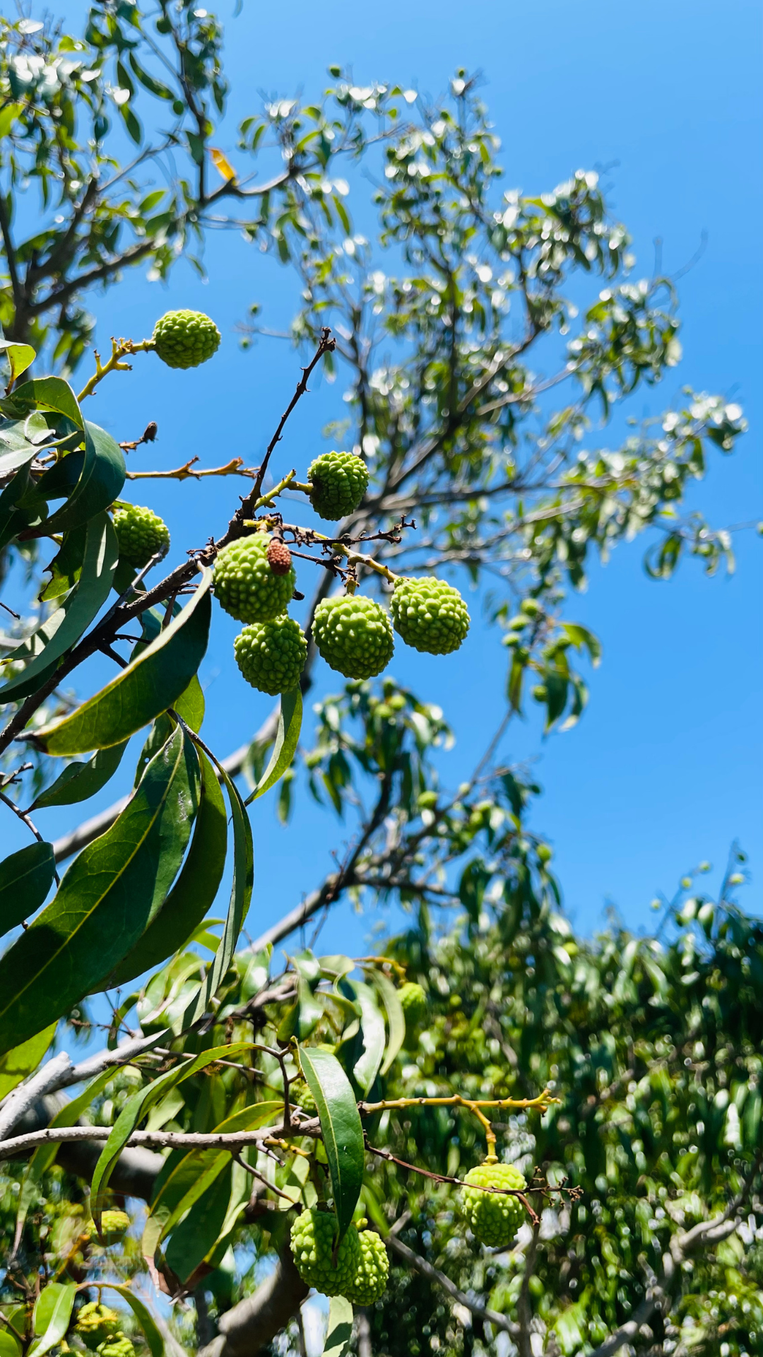 fruitxiaofamilylitchi2025053001 (3)