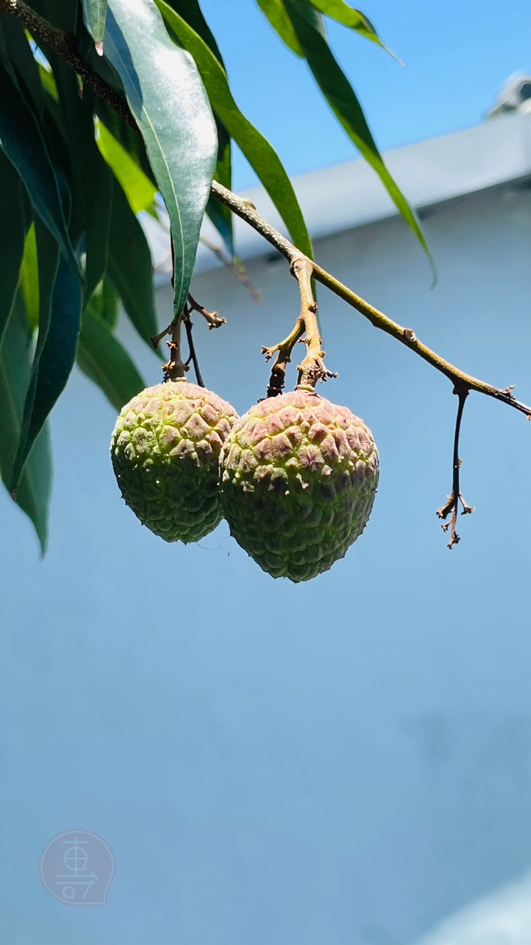 fruitxiaofamilylitchi2025053001 (4)