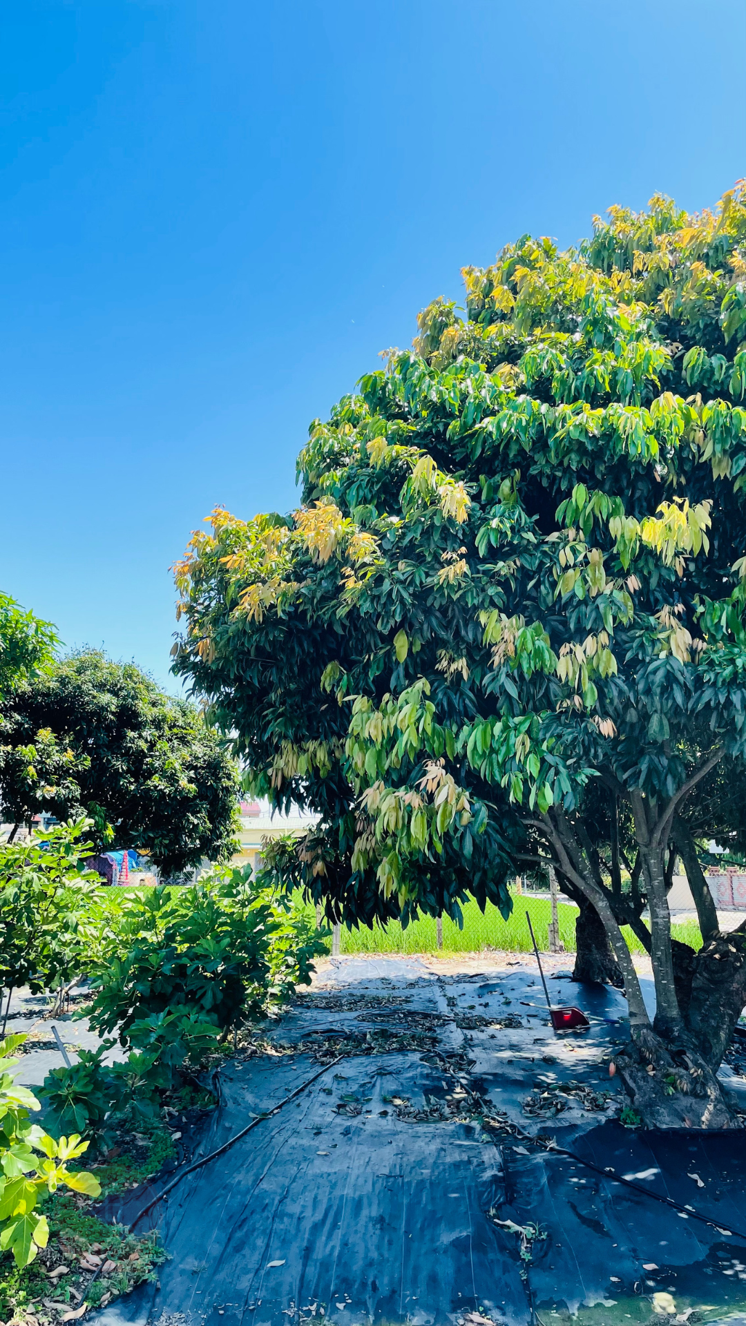 fruitxiaofamilylitchi2025053001 (5)