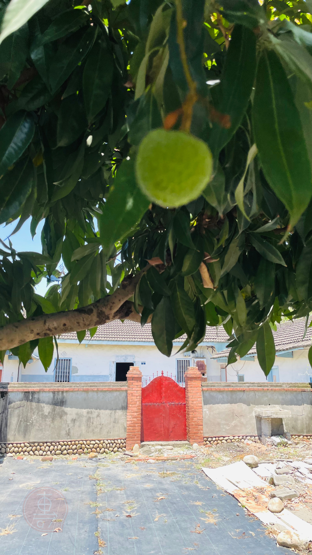 fruitxiaofamilylitchi2025053001 (6)