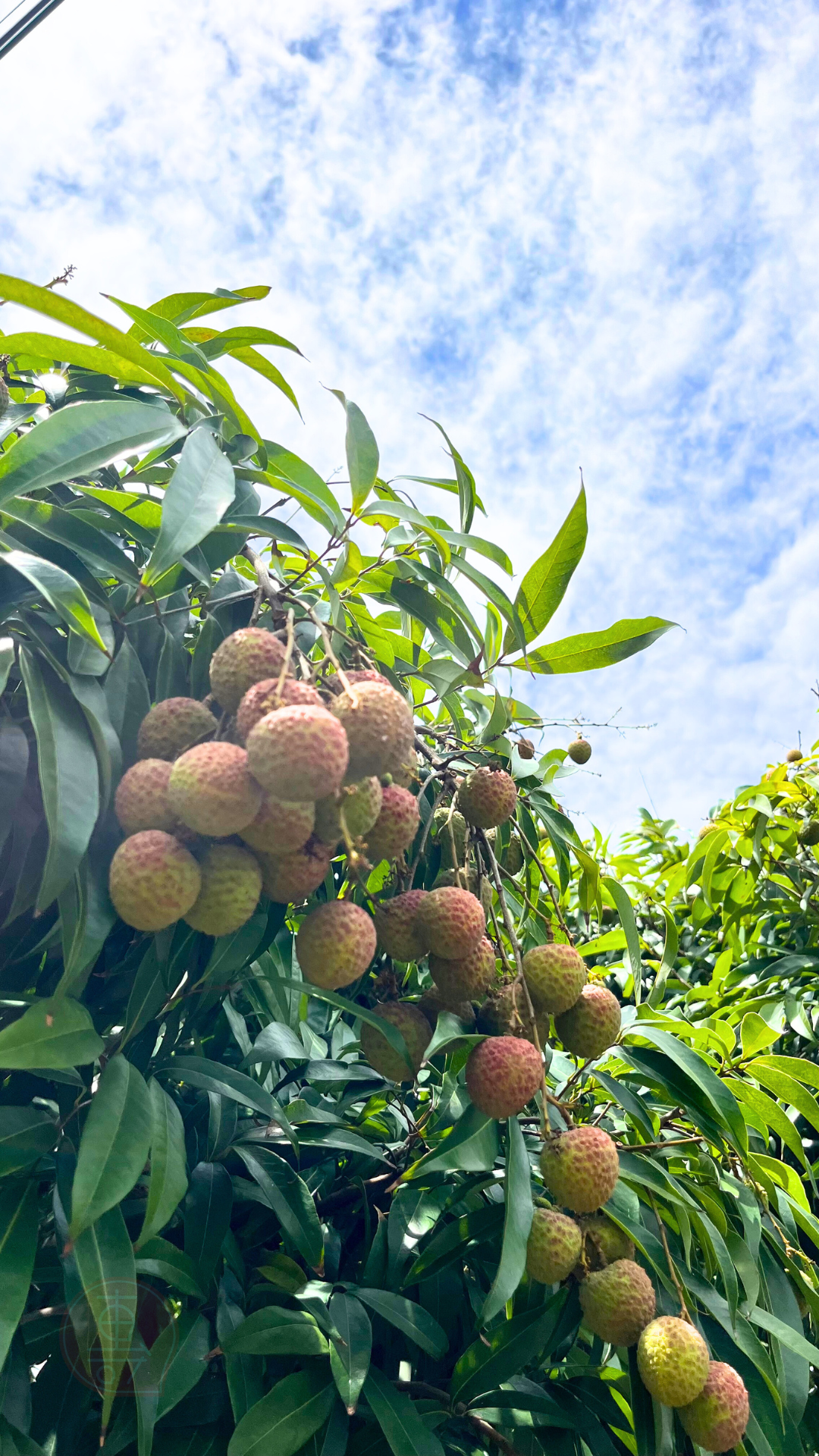 fruitxiaofamilylitchi2025053001 (7)