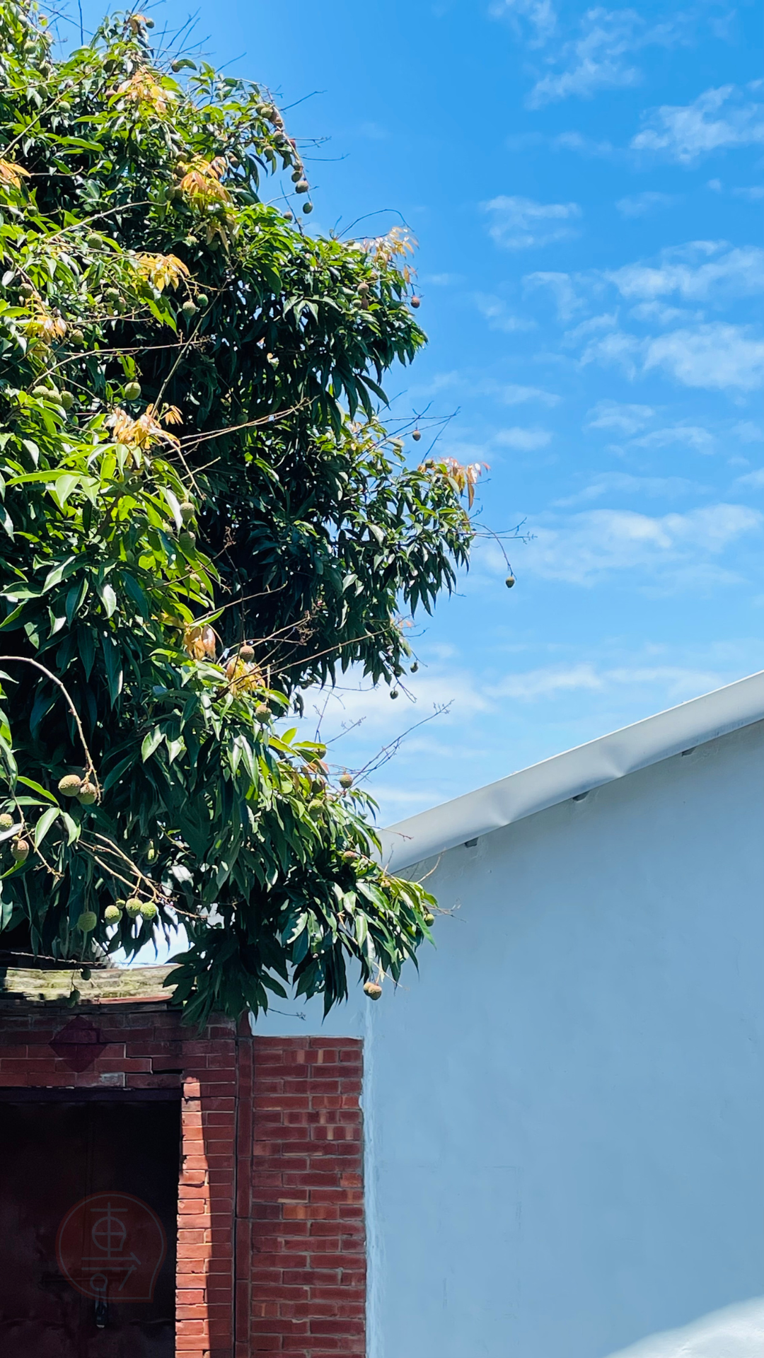 fruitxiaofamilylitchi2025053001 (8)