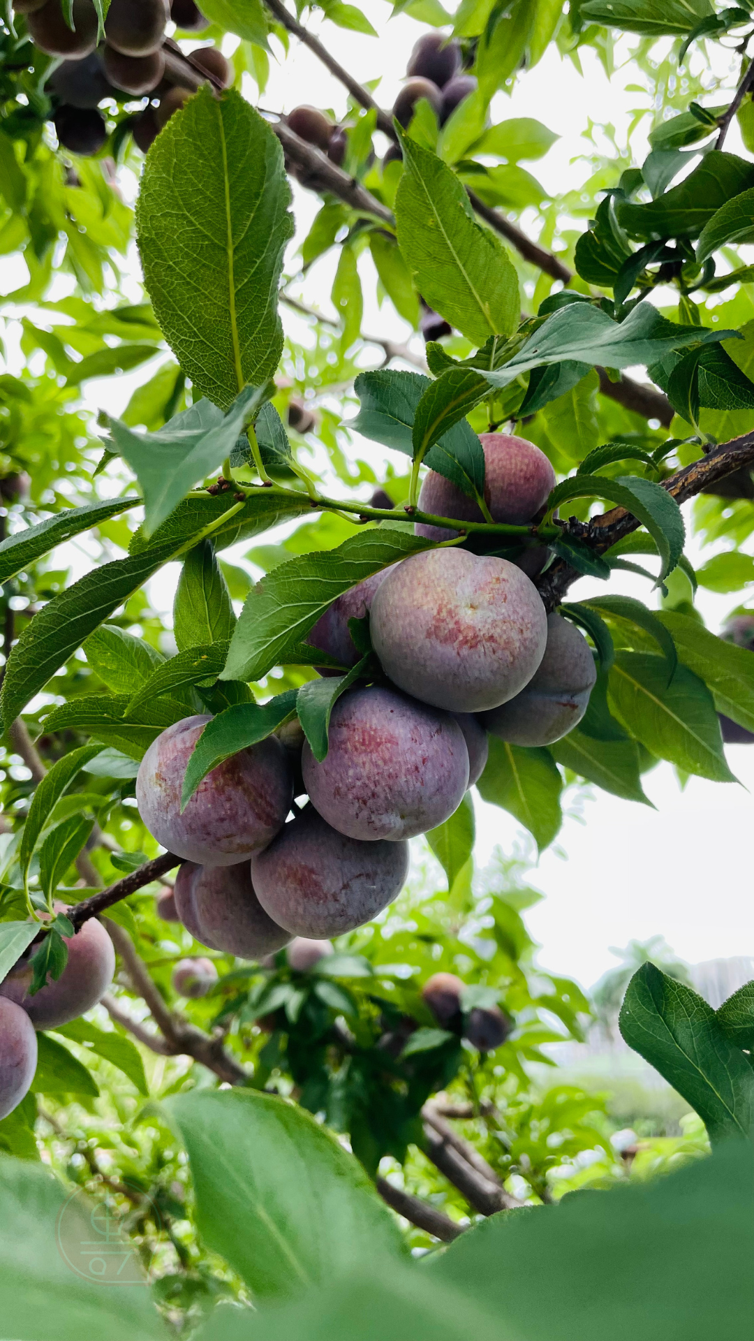 fruitxiaofamilyplum2025053001 (1)