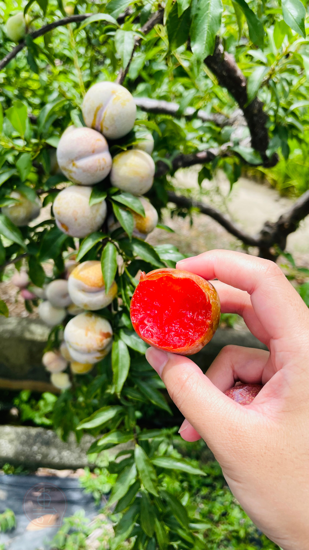 fruitxiaofamilyplum2025053001 (2)