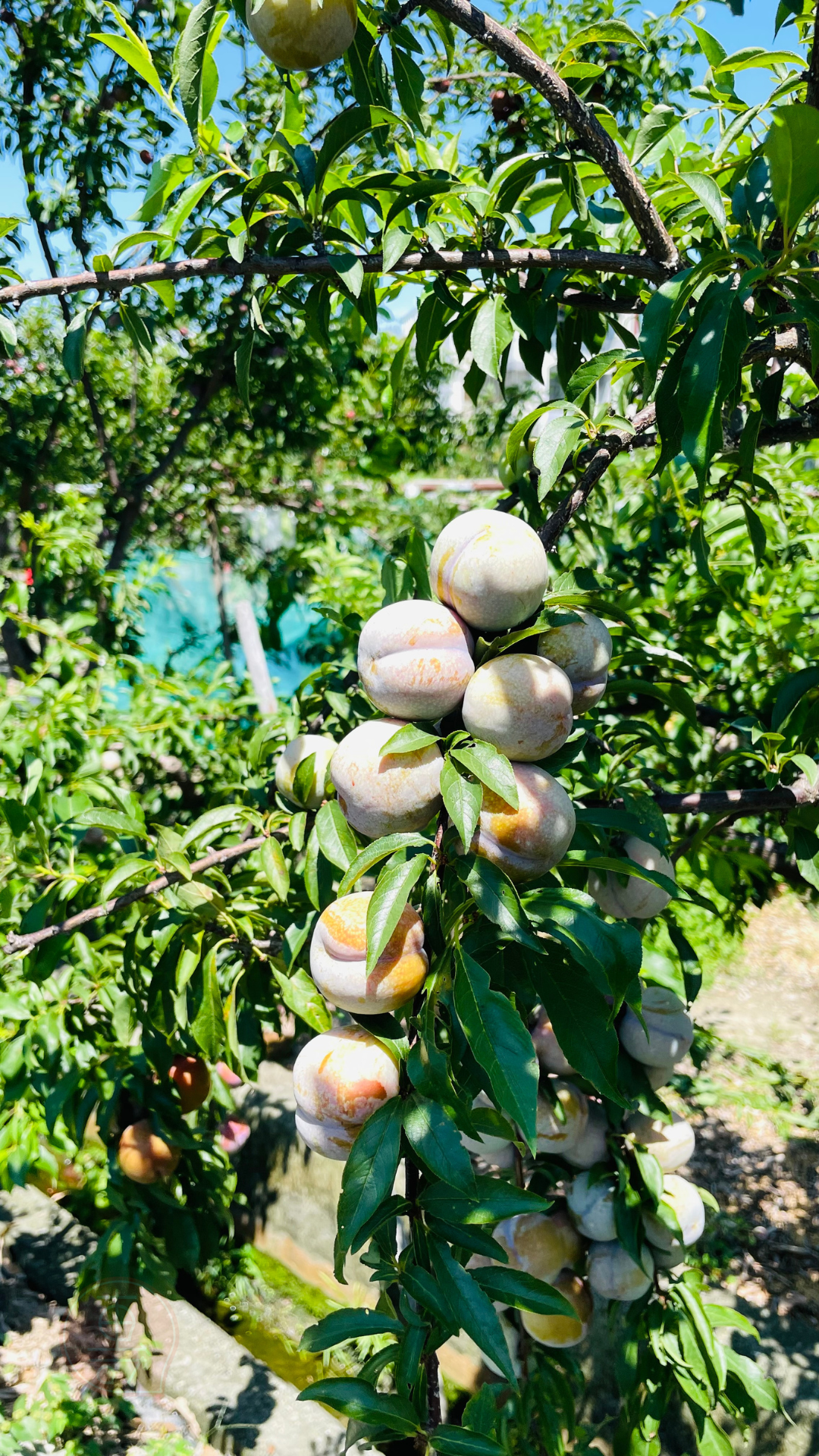 fruitxiaofamilyplum2025053001 (3)