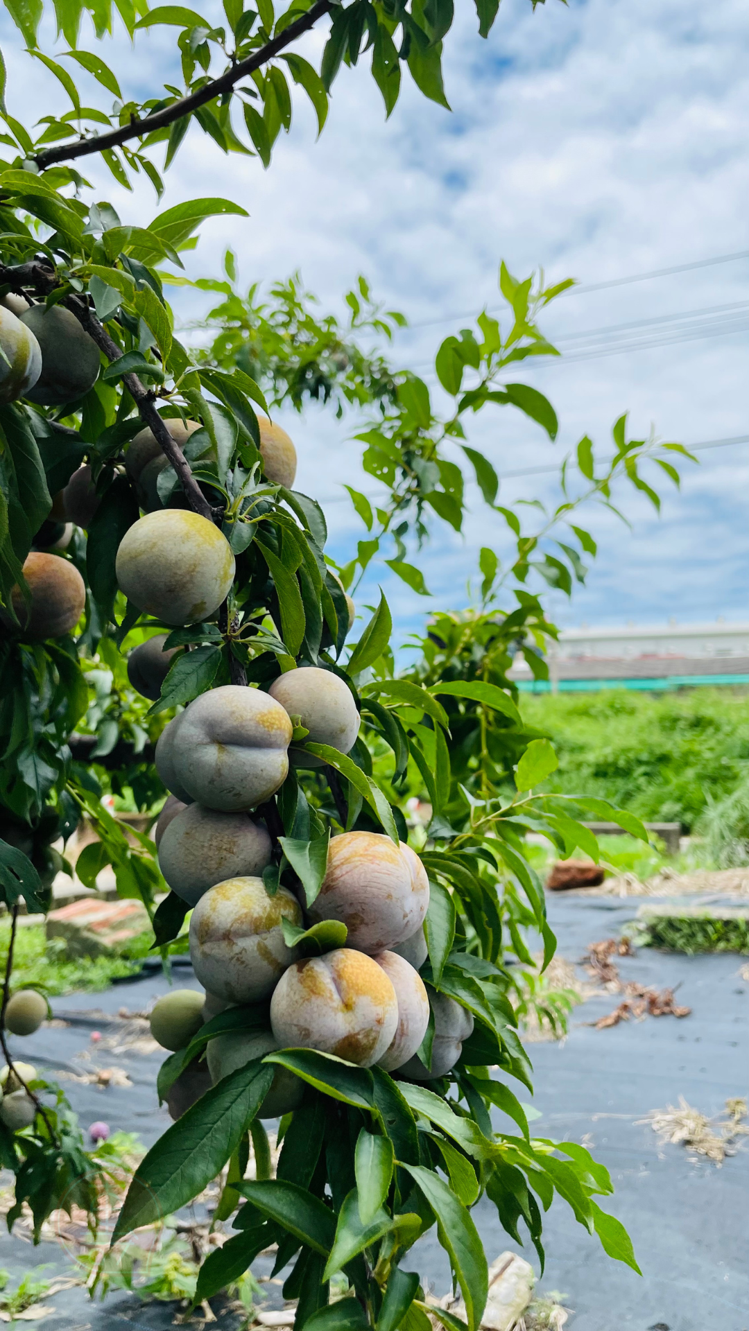 fruitxiaofamilyplum2025053001 (4)