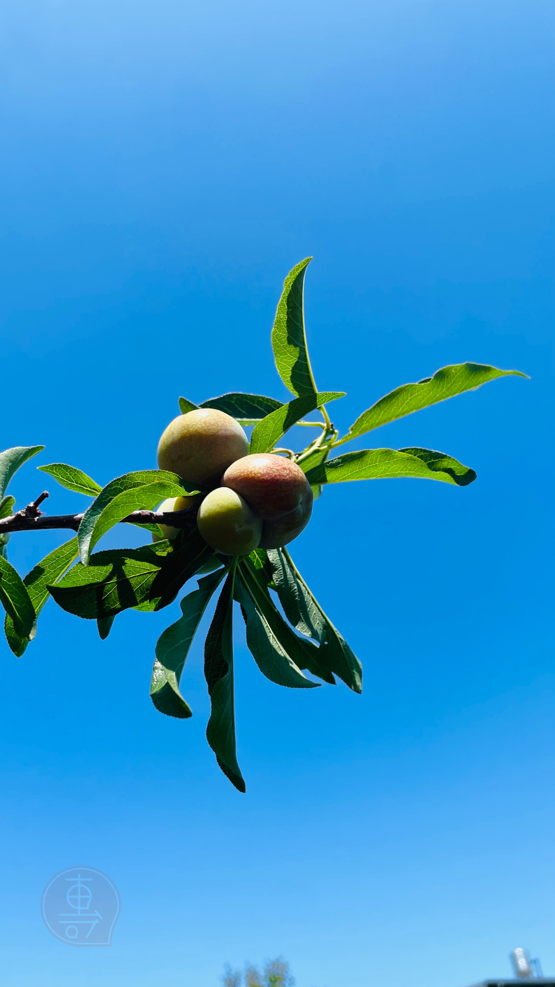 fruitxiaofamilyplum2025053001 (5)