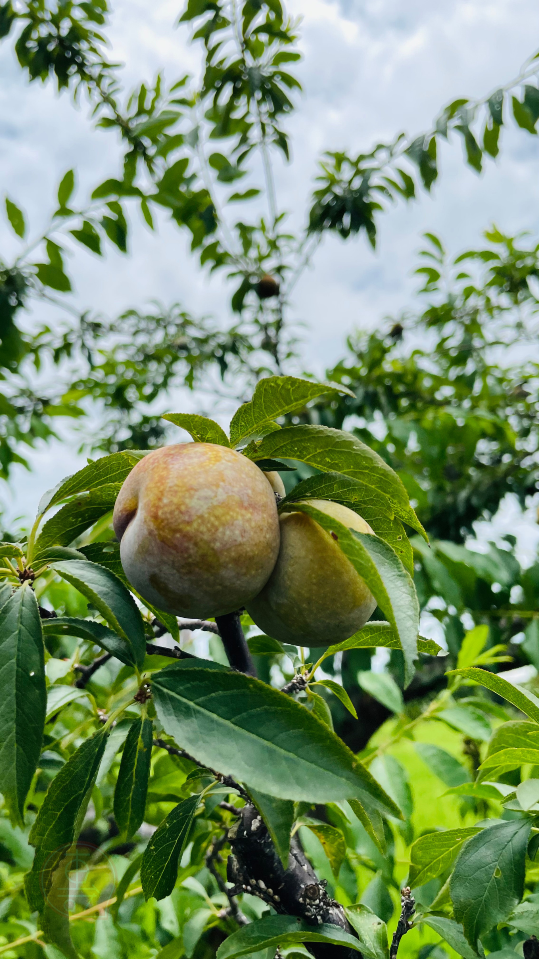 fruitxiaofamilyplum2025053001 (6)