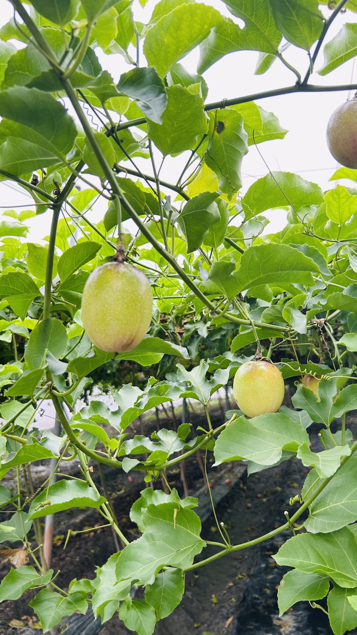 20250719_062306430_iOS