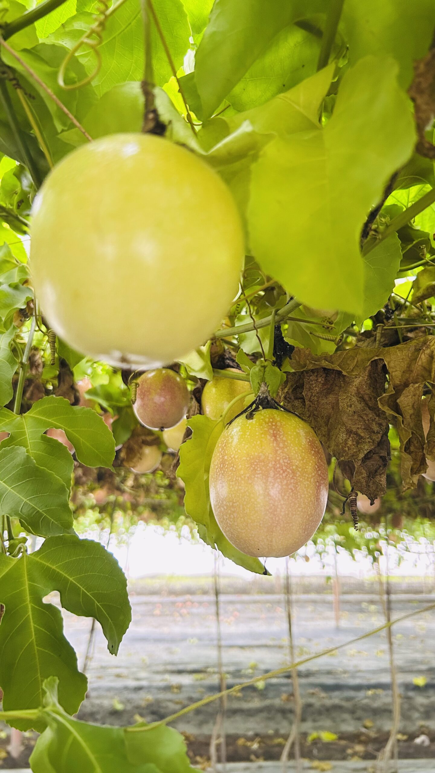 20250719_062737204_iOS