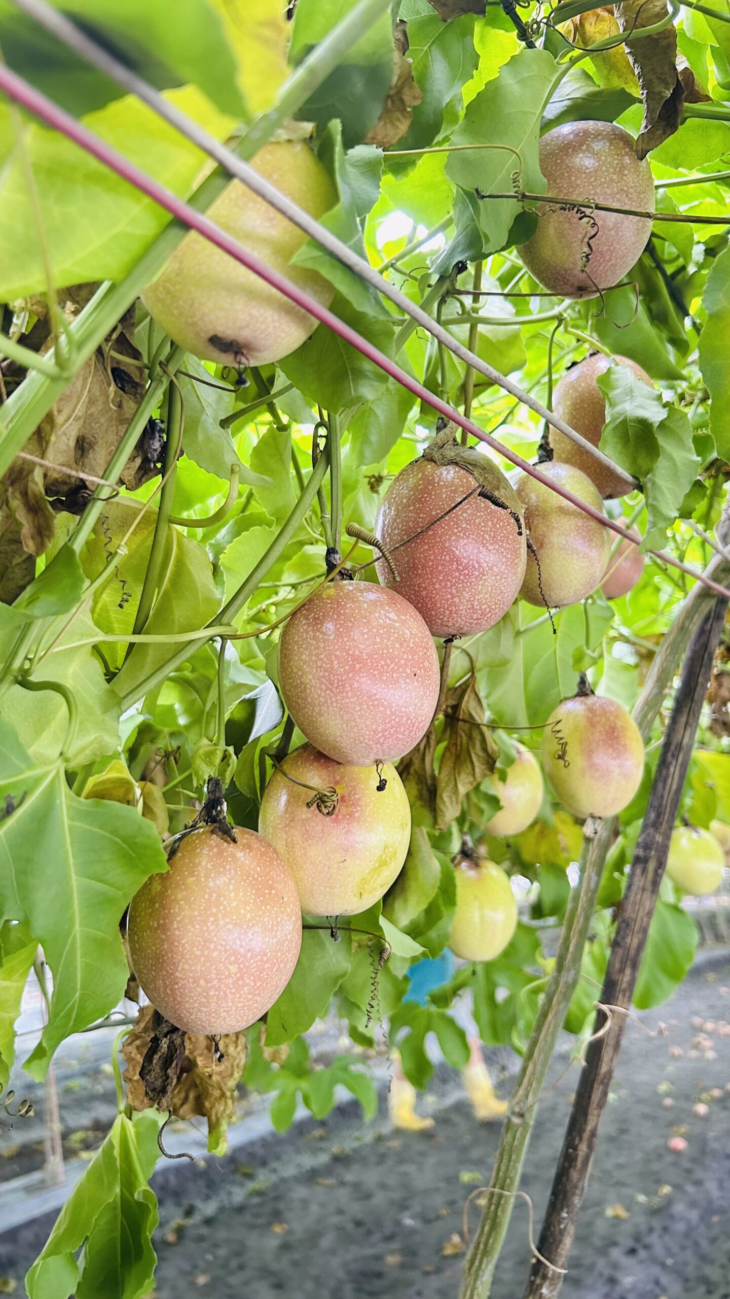 20250719_062817591_iOS