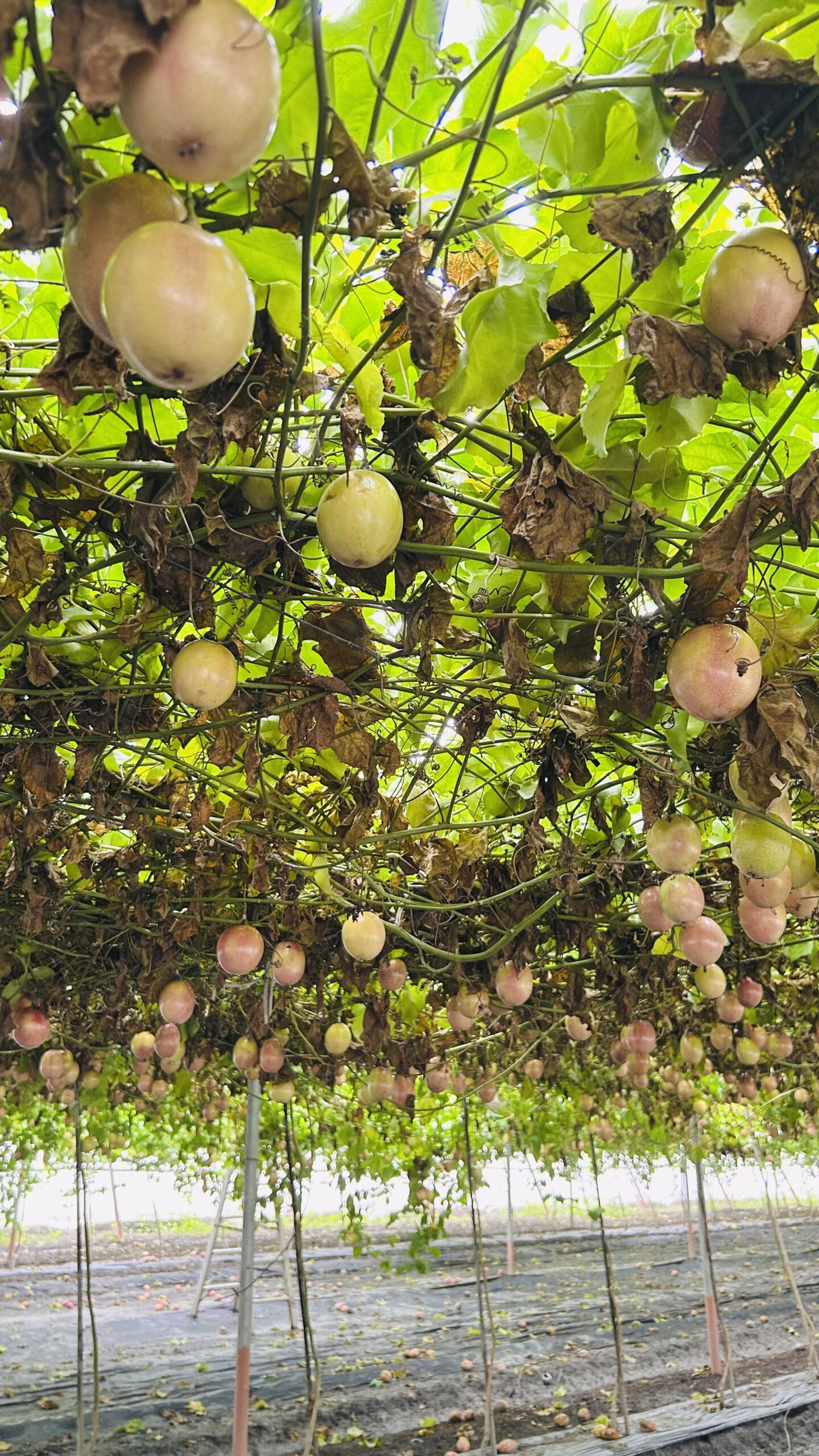 20250719_062835119_iOS