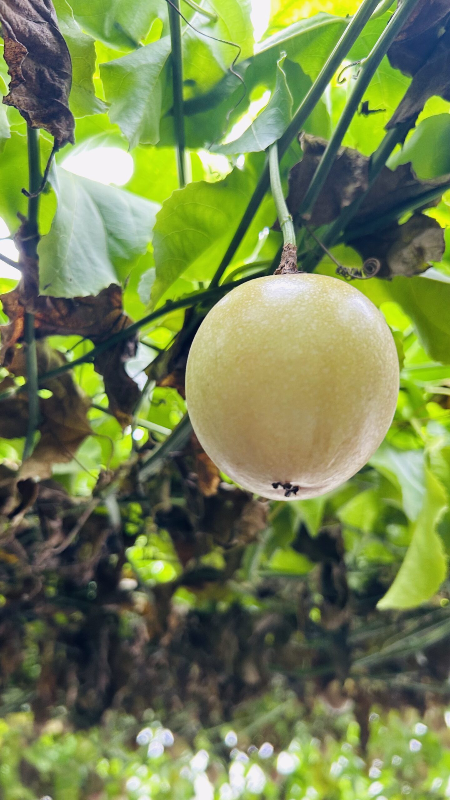 20250719_062844389_iOS